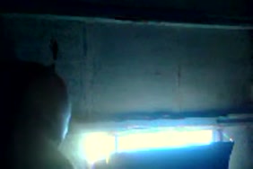 Xxx video porno animal